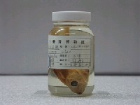 藏品(雙斑笛鯛)的圖片